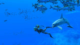 Endless Ocean Luminous (UKV) Nintendo Switch